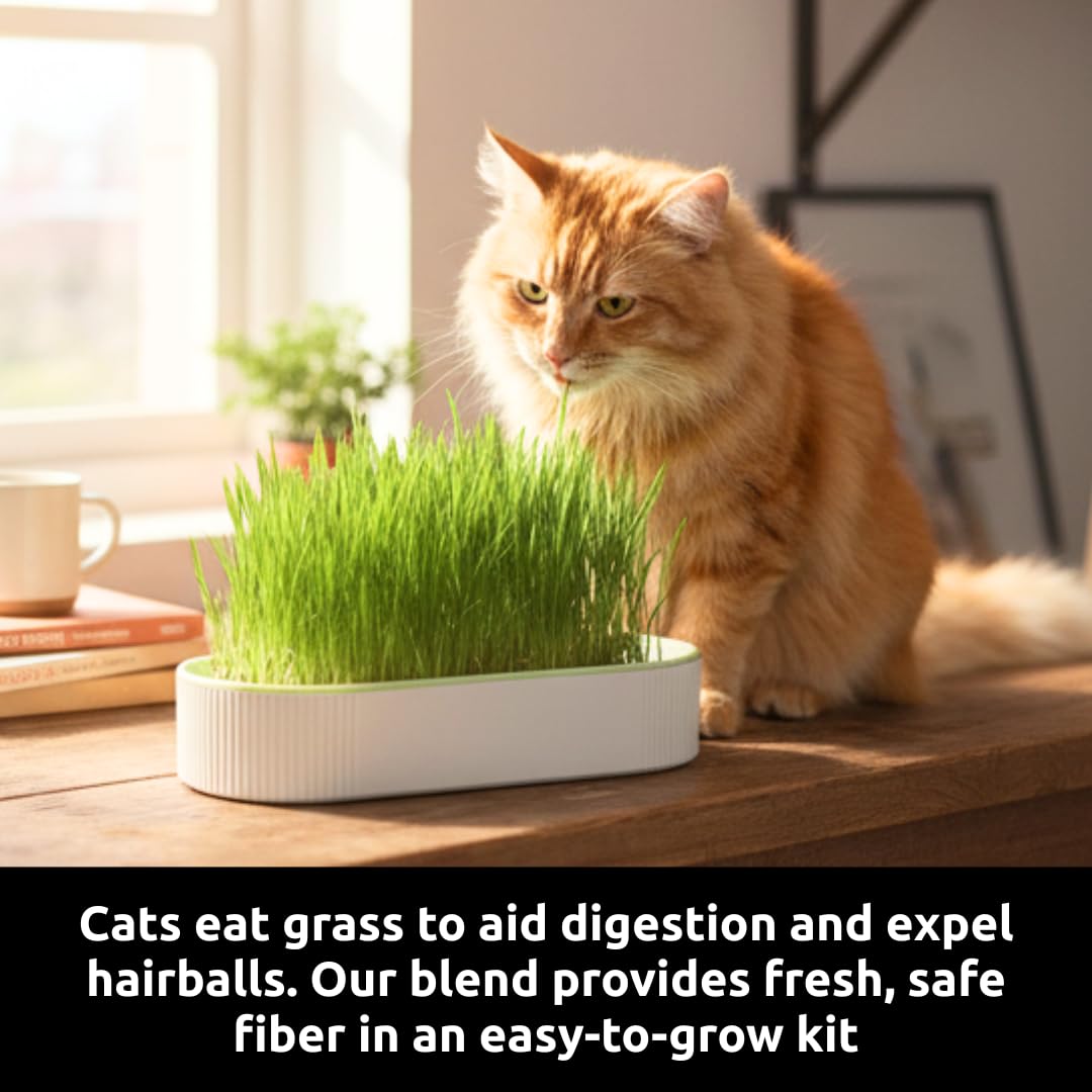 Hydroponic Cat Grass Grow Kit with 2 Oz Non-GMO Seeds C676
