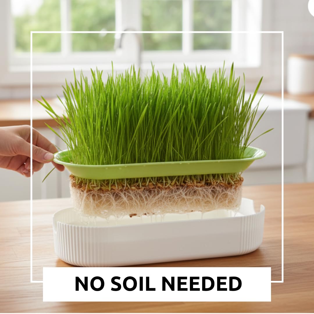 Hydroponic Cat Grass Grow Kit with 2 Oz Non-GMO Seeds C676