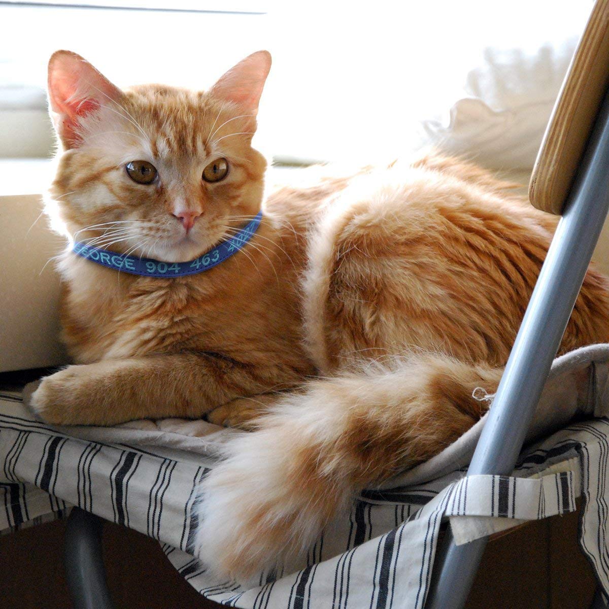 Nylon Cat Collar with Bell Q238825