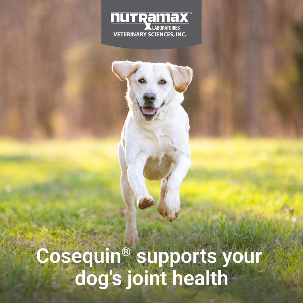 Dog Joint Supplement Soft Chews 60ct Q828399