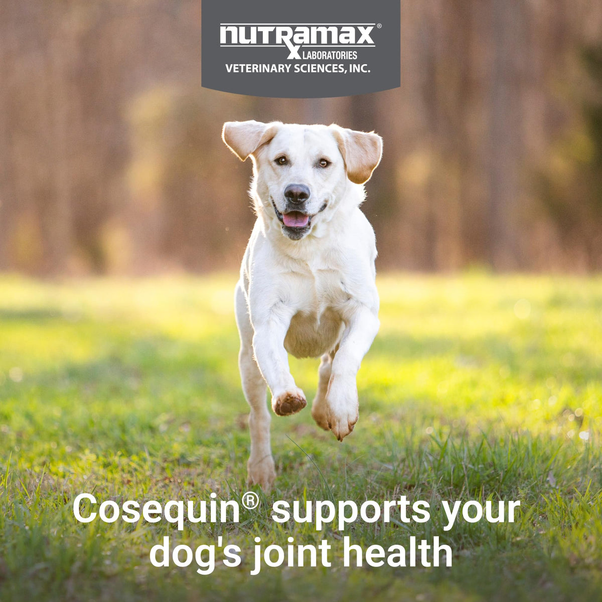 Dog Joint Supplement Soft Chews 60ct Q828399